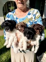Havanese Puppies Photos