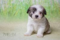 Havanese Puppies for sale in Kingston, MI 48741, USA. price: NA