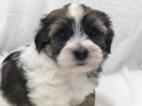 Havanese Puppies for sale in North Port, FL, USA. price: NA