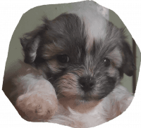 Havanese Puppies for sale in Corinth, MS 38834, USA. price: NA