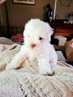 Havanese Puppies for sale in Brooklyn, MI 49230, USA. price: NA
