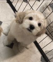 Havanese Puppies for sale in Los Angeles, CA, USA. price: NA