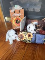 Havanese Puppies for sale in Otway, OH 45657, USA. price: NA