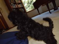Havanese Puppies for sale in Gig Harbor, WA, USA. price: NA