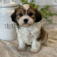 Havanese Puppies for sale in Texas City, TX, USA. price: NA