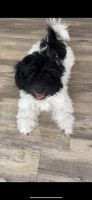 Havanese Puppies for sale in Greensboro, NC, USA. price: NA
