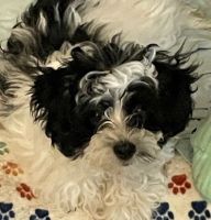 Havanese Puppies for sale in Riverside, CA, USA. price: NA