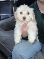 Havanese Puppies for sale in Belleville, AR 72824, USA. price: NA