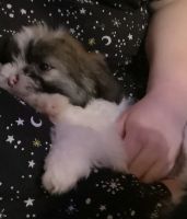 Havanese Puppies for sale in Hesperia, CA, USA. price: NA
