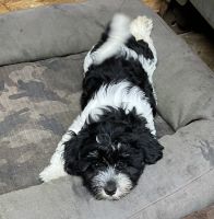 Havanese Puppies for sale in Willis, TX, USA. price: $750