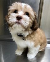 Havanese Puppies for sale in Dallas, TX, USA. price: $900
