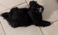 Havanese Puppies for sale in Bellingham, WA, USA. price: $2,500