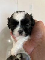 Havanese Puppies for sale in Hillsboro, OR 97123, USA. price: $1,000