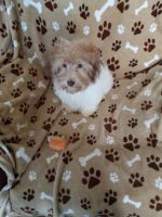 Havanese Puppies for sale in Victoria, TX, USA. price: $600