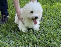 Havanese Puppies for sale in Willis, TX, USA. price: $850