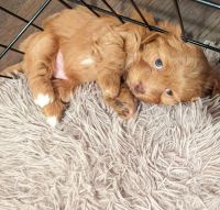 Havanese Puppies for sale in Bellingham, WA, USA. price: $3,200
