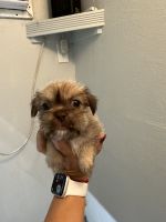 Havanese Puppies for sale in Longwood, FL 32750, USA. price: $1,000