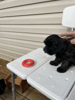 Havanese Puppies for sale in Mankato, MN, USA. price: $600,400