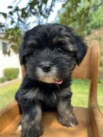 Havanese Puppies for sale in Mankato, MN, USA. price: $400,600