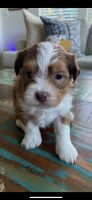 Havanese Puppies for sale in Rancho Mission Viejo, CA, USA. price: $750