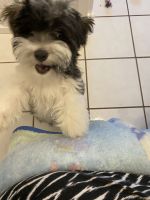 Havanese Puppies for sale in Miami, FL, USA. price: $1,100