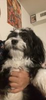 Havanese Puppies for sale in Mechanicsburg, PA, USA. price: $650