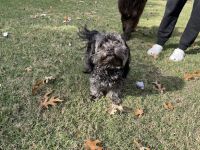 Havanese Puppies for sale in McKinney, TX, USA. price: NA