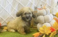 Havanese Puppies for sale in 11912 Montgomery Rd, Cincinnati, OH 45249, USA. price: $650