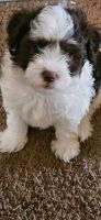 Havanese Puppies for sale in Brooklyn, MI 49230, USA. price: $800