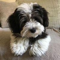 Havanese Puppies for sale in Omaha, NE, USA. price: $350