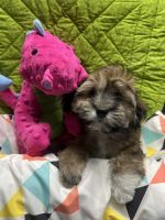 Havanese Puppies for sale in Livonia, MI, USA. price: NA