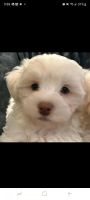 Havanese Puppies for sale in Katy, Texas. price: NA