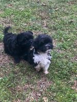 Havanese Puppies for sale in Gray, Georgia. price: $700