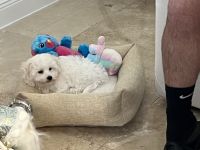 Havanese Puppies for sale in Ft. Lauderdale, Florida. price: $1,350