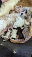 Havanese Puppies for sale in High Point, North Carolina. price: $2,500