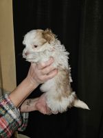 Havanese Puppies for sale in Cottage Hills, Illinois. price: $600