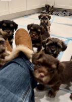 Havanese Puppies for sale in Walpole, Massachusetts. price: $2,500