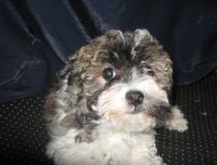 Havanese Puppies for sale in Harrison, SD 57344, USA. price: NA