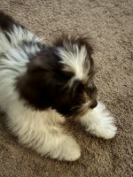 Havanese Puppies for sale in Albany, Louisiana. price: $1,999