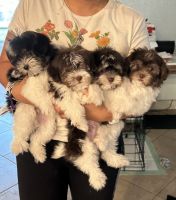 Havanese Puppies for sale in Port Charlotte, Florida. price: $2,000