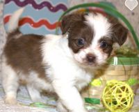 Havanese Puppies for sale in Cassville, MO 65625, USA. price: $600