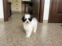 Havanese Puppies for sale in Nappanee, Indiana. price: $1,500