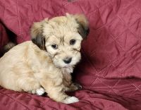 Havanese Puppies for sale in Albion, Pennsylvania. price: $1,800