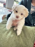 Havanese Puppies for sale in Miami, Florida. price: $1,300