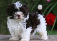 Havanese Puppies for sale in Dallas, TX, USA. price: NA
