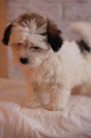 Havanese Puppies for sale in Westminster, SC 29693, USA. price: NA