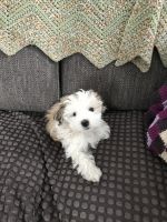 Havanese Puppies for sale in Toledo, OH, USA. price: NA