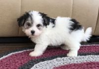 Havanese Puppies for sale in Tuscaloosa, AL, USA. price: NA