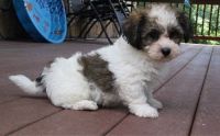 Havanese Puppies for sale in Warrendale, PA, USA. price: NA
