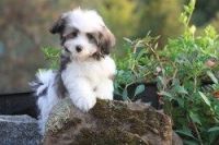 Havanese Puppies for sale in Lexington, KY, USA. price: NA